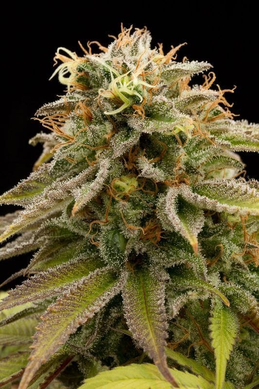 レモン Thai Kush Cannabis Seeds | Humboldt Seed Organisation