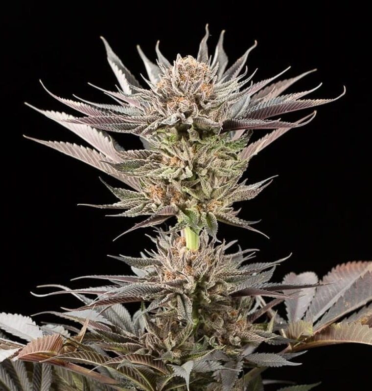 Lemon Tree 2.0 by Lemon Tree from Silent Seeds