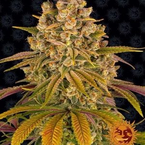 Lemon Tree from Barneys Farm Seeds