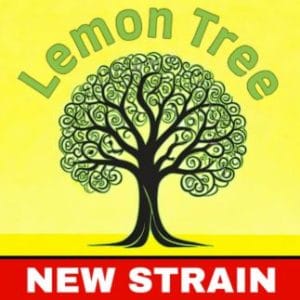 Image 1 of Lemon Tree cannabis by BSB Genetics – Uplifting – Sativa Dominant – Skunky – Seed City