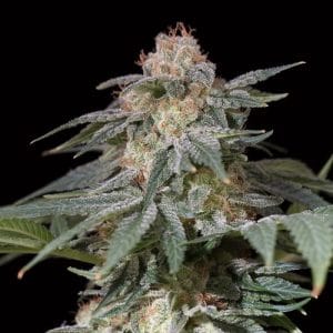 Lemon Tree FAST by Lemon Tree