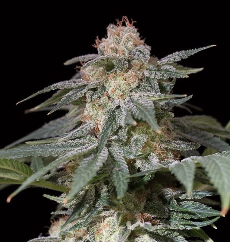 Lemon Tree FAST by Lemon Tree cannabis seeds – Super Strength – Lemon – Female seeds – image 1 from Seed City