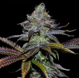 Lemon Twizzler