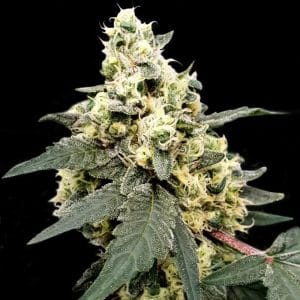 Lemonade Auto