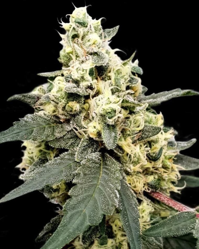 Auto-Flowering – Orange – Guaranteed female plants – Lemonade Auto strain – image 1 – from Paradise Seeds via Seed City