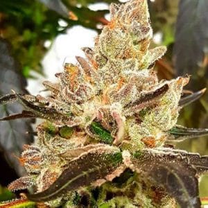Lemonaid Sherbet