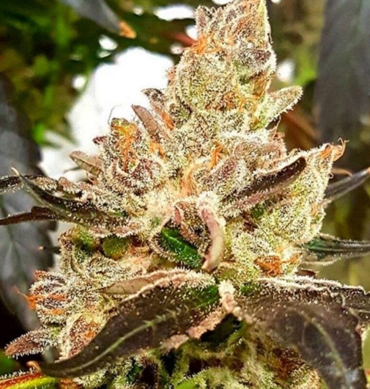 Lemonaid Sherbet from Dank Genetics
