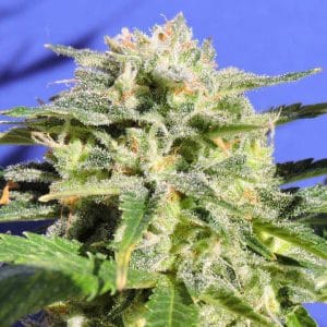 Lemonberry Haze Auto by Original Sensible Seeds – Auto-Flowering – Mostly Sativa – Indoor-friendly – image 1 – Seed City