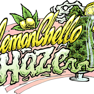 Image 1 of Lemonchello Haze cannabis by Seedsman Seeds – Sativa-leaning – Citrus – Euphoric – Seed City
