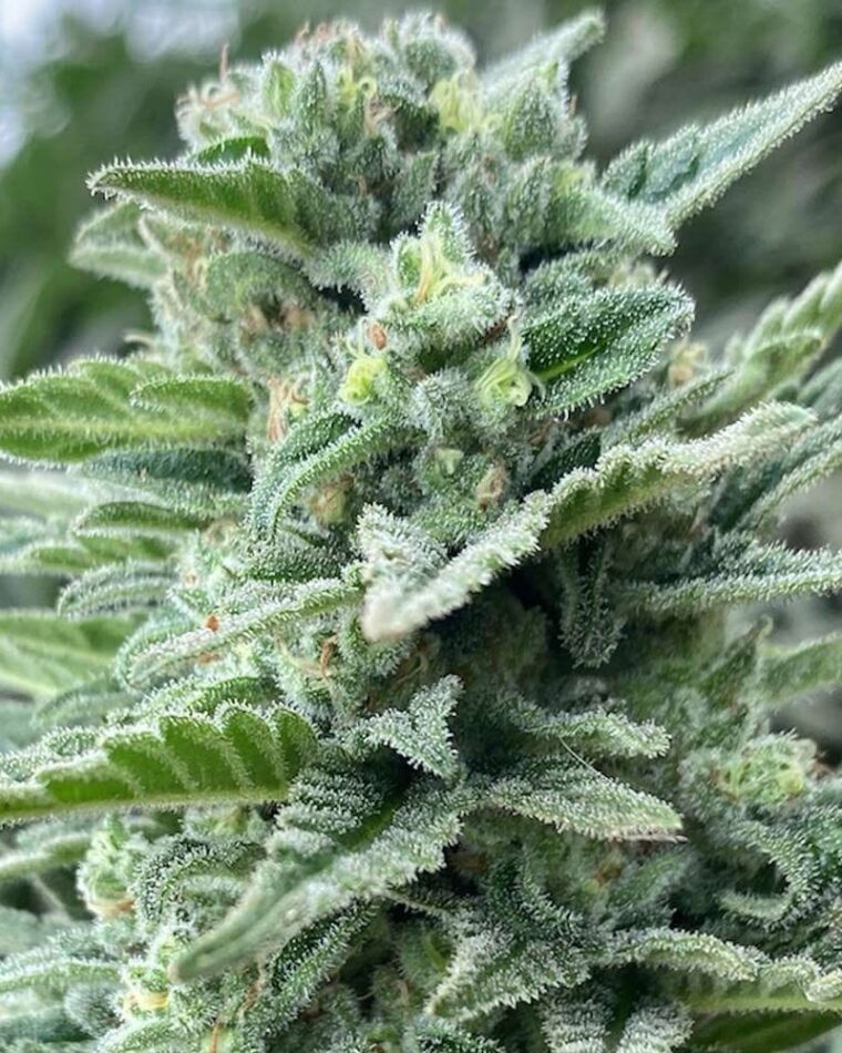 Lemoncino cannabis seeds – Indoor-friendly – Earthy – 50% Indica/50% Sativa – image 1 from Seed City