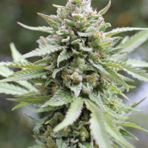 Lemongrass cannabis seeds – Regular – Mostly Indica – Uplifting – image 1 from Seed City