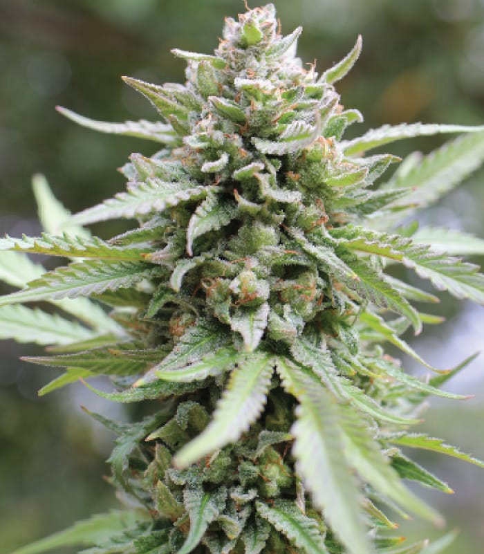 Lemongrass cannabis seeds – Regular – Mostly Indica – Uplifting – image 1 from Seed City