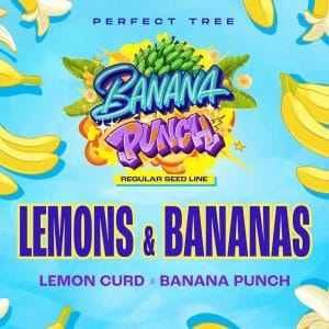 Regular – Indoor – 12/12 Photoperiod – Lemons & Bananas strain – image 1 – from Perfect Tree Seeds via Seed City
