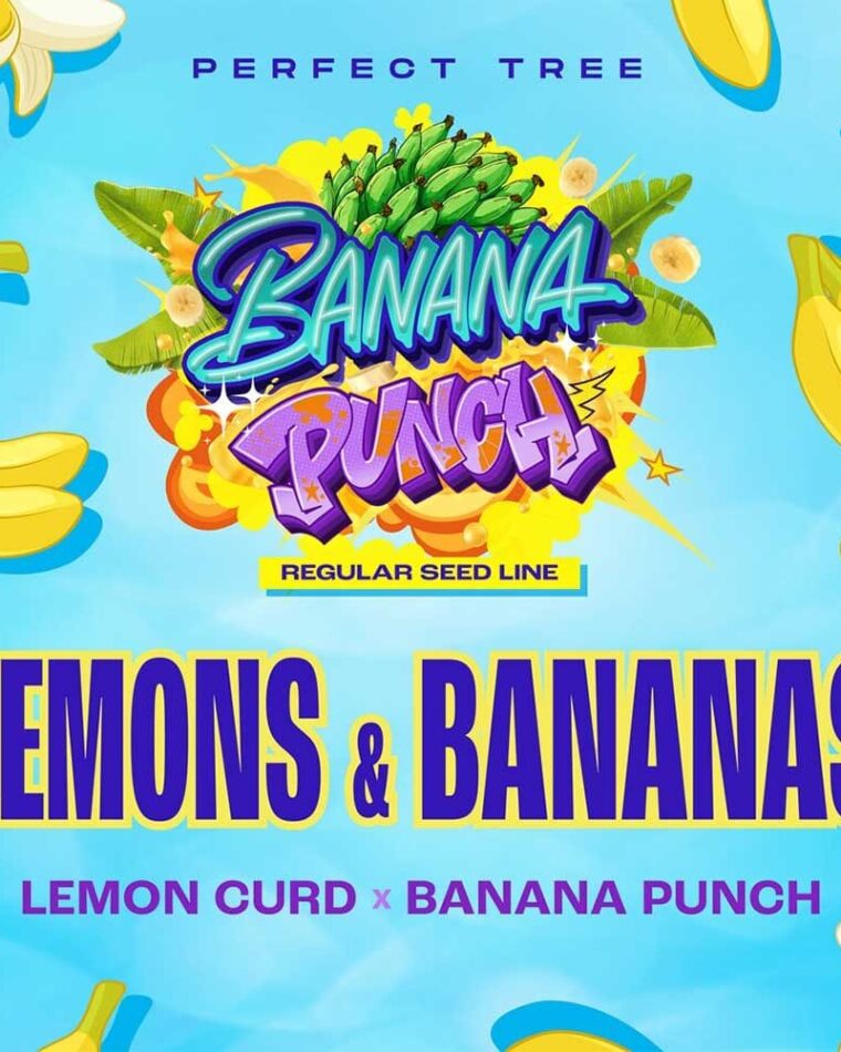 Regular – Indoor – 12/12 Photoperiod – Lemons & Bananas strain – image 1 – from Perfect Tree Seeds via Seed City