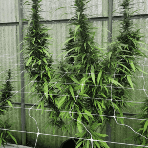 Leviathan CBG from Emerald Triangle Seeds
