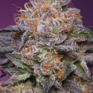 Lime Drizzle from Grounded Genetics