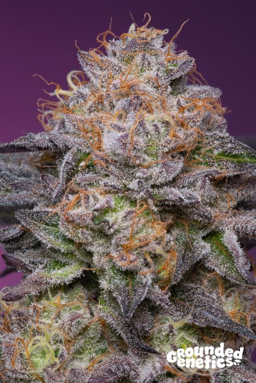 Lime Drizzle from Grounded Genetics