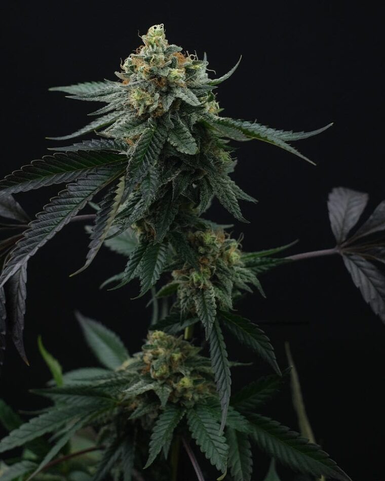 Lime OZZ by Perfect Tree Seeds – Guaranteed female plants – Citrus – 12/12 Photoperiod – image 1 – Seed City