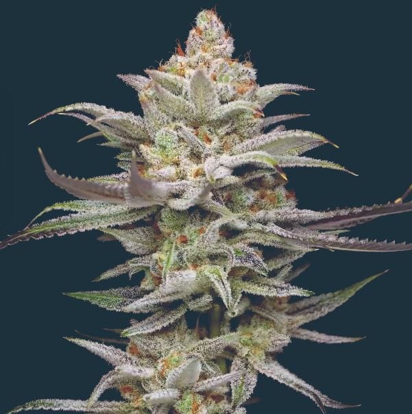 Lime Spritzer Auto cannabis seeds – Fruity – Outdoor cultivation – Mostly Sativa – image 1 from Seed City