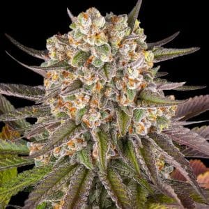 Image 1 of Limoncello cannabis by Barneys Farm Seeds – Middle of October – Indoor – Super Strength – Seed City