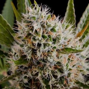 Lithium OG Kush by Nirvana Seeds – Lemon – Indoor-friendly – 12/12 Photoperiod – image 1 – Seed City