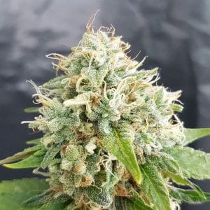 Easy Cheese Auto