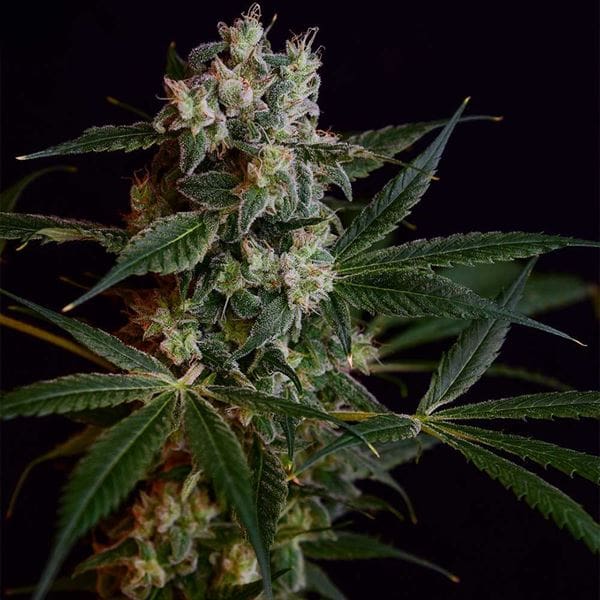 Image 1 of Loatian OG cannabis by Green Bodhi Seeds – Spicy – Regular – 50% Indica/50% Sativa – Seed City