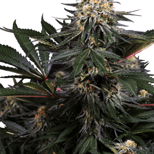 Lockdown Kush cannabis seeds – Outdoor – Euphoric – Sativa-leaning – image 1 from Seed City