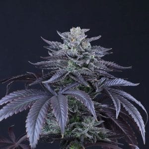 Loco Berry by Crockett Family Farms – Regular – 12/12 Photoperiod – Sweet – image 1 – Seed City