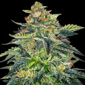 London Cream Cake Auto