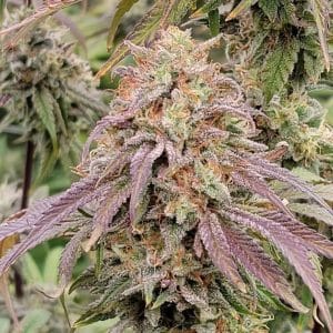 London Fog cannabis seeds – Super Strength – Beginning of October – Tall (140cm plus) – image 1 from Seed City