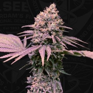 London Mint Cake by TH Seeds – 12/12 Photoperiod – Sweet – Guaranteed female plants – image 1 – Seed City