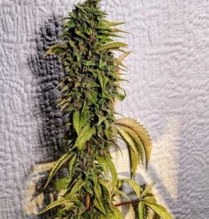 London OG