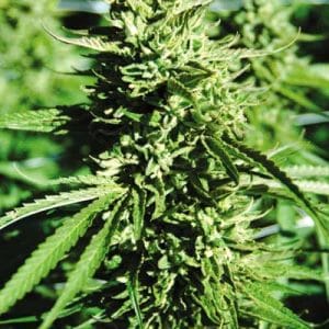 Lost Coast OG from Emerald Triangle Seeds