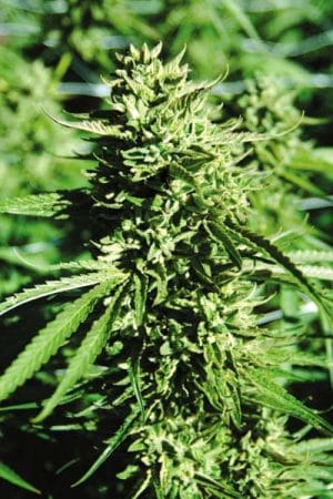 Lost Coast OG