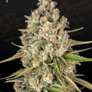 12/12 Photoperiod – Indica-heavy – Body Stone – Lost Pearl strain – image 1 – from Green House Seeds via Seed City