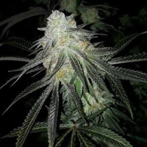 Lots of Zkittlez