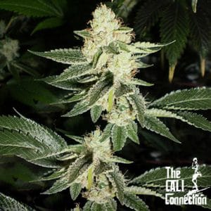 Louis XIII OG from Cali Connection Seeds