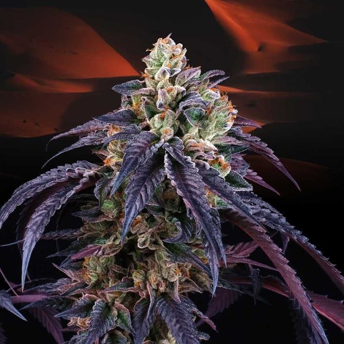 Loukoum cannabis seeds – Excellent harvest potential – Outdoor – 50% Indica/50% Sativa – image 1 from Seed City