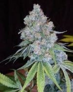 Love Dawg by Bodhi Seeds – Suited for indoor growing – Regular – High Yielding – image 1 – Seed City
