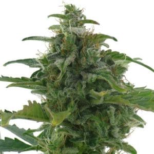 Low Diesel