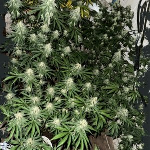 Lung Ztrikez by ElevenThirty Genetics – The End of October – Sweet – 12/12 Photoperiod – image 1 – Seed City