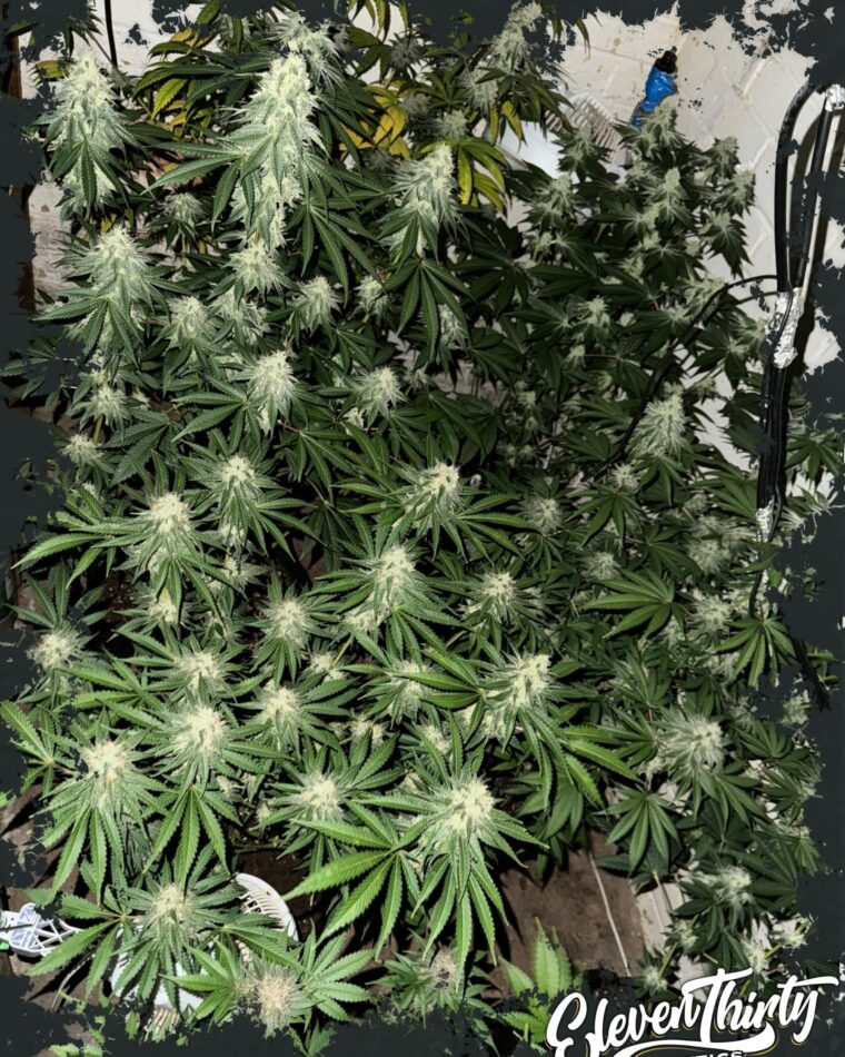 Lung Ztrikez by ElevenThirty Genetics – The End of October – Sweet – 12/12 Photoperiod – image 1 – Seed City