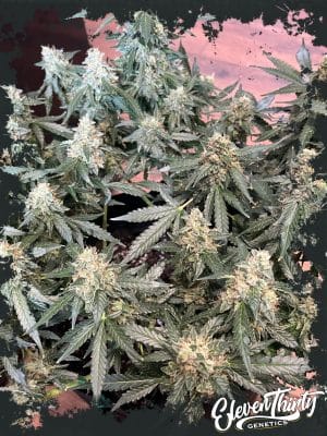 Lung Ztrikez Auto
