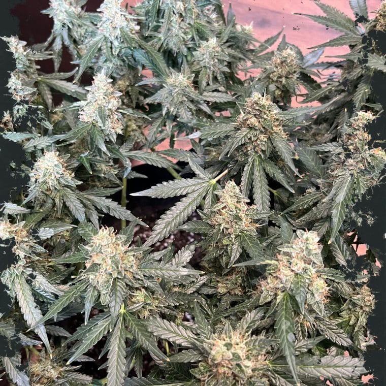 Image 1 of Lung Ztrikez Auto cannabis by ElevenThirty Genetics – Indica-heavy – Large yield – Fuel – Seed City