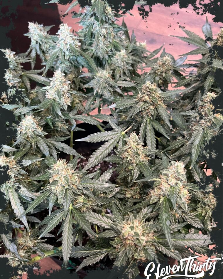 Image 1 of Lung Ztrikez Auto cannabis by ElevenThirty Genetics – Indica-heavy – Large yield – Fuel – Seed City
