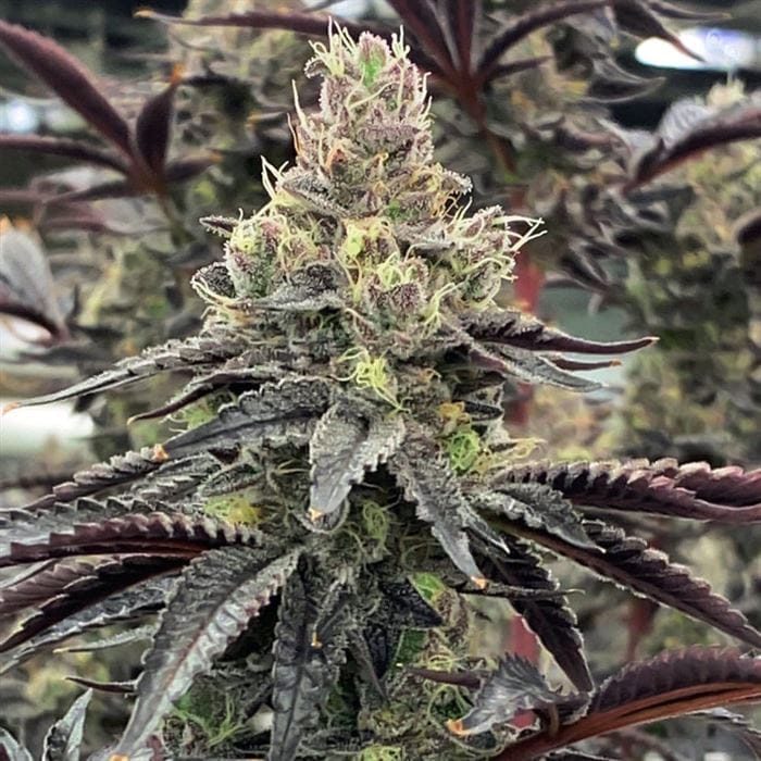 Luv Muffin cannabis seeds – Feminized – Relaxing – Outdoor cultivation – image 1 from Seed City