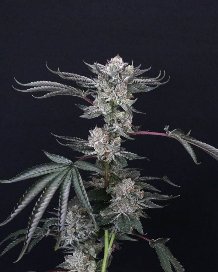Luxar-Dos cannabis seeds – Super Strength – 50% Indica/50% Sativa – 12/12 Photoperiod – image 1 from Seed City