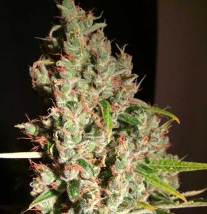 M.O.B aka Mother of All Berries