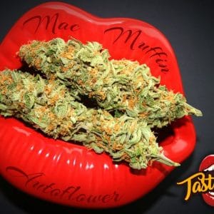 Image 1 of MAC Muffin Auto cannabis by TasteBudz Seeds – 12/12 Photoperiod – Berry – General Pain – Seed City
